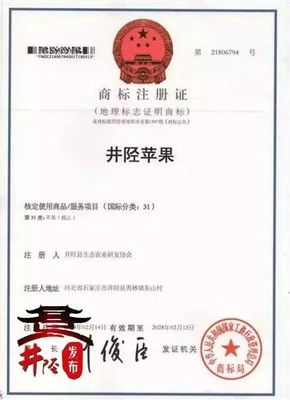 水果愛好者的福音 國家地理標志產品“井陘蘋果”上市，代理代辦全面啟動